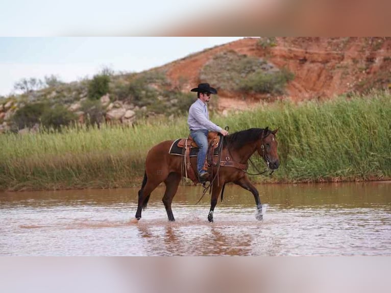 American Quarter Horse Mare 3 years 14,3 hh Bay in Canyon
