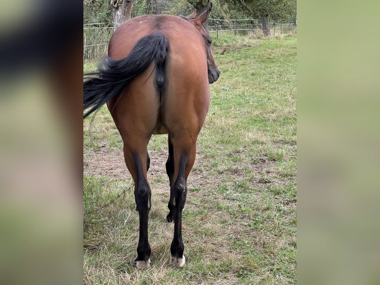 American Quarter Horse Mare 3 years 14,3 hh Brown in Leun