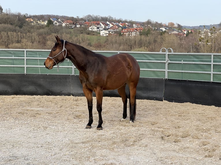 American Quarter Horse Mare 3 years 14,3 hh Brown in Leun