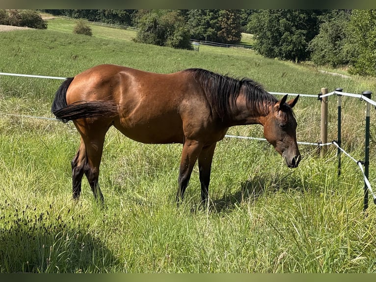 American Quarter Horse Mare 3 years 14,3 hh Brown in Leun