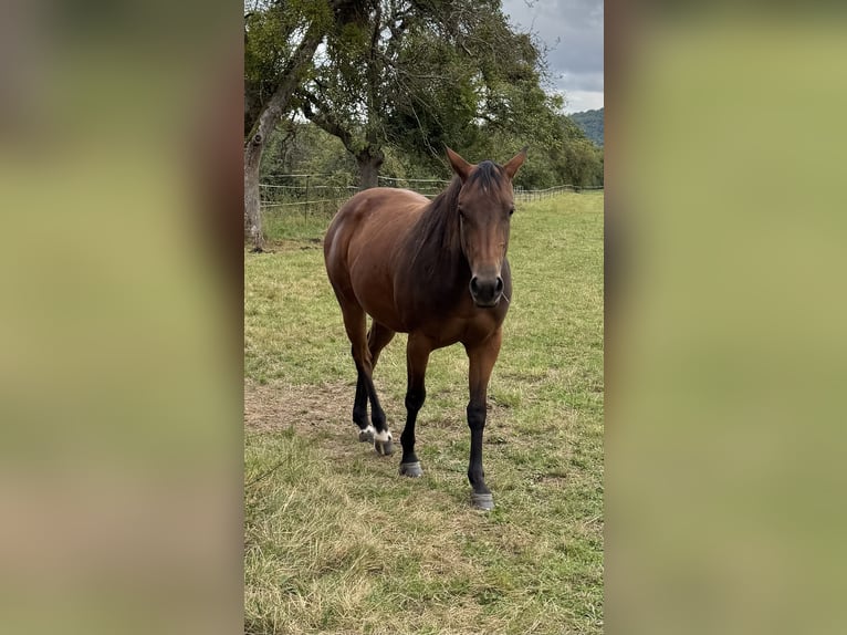 American Quarter Horse Mare 3 years 14,3 hh Brown in Leun