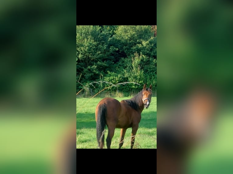 American Quarter Horse Mare 3 years 14,3 hh Brown in Rüthen