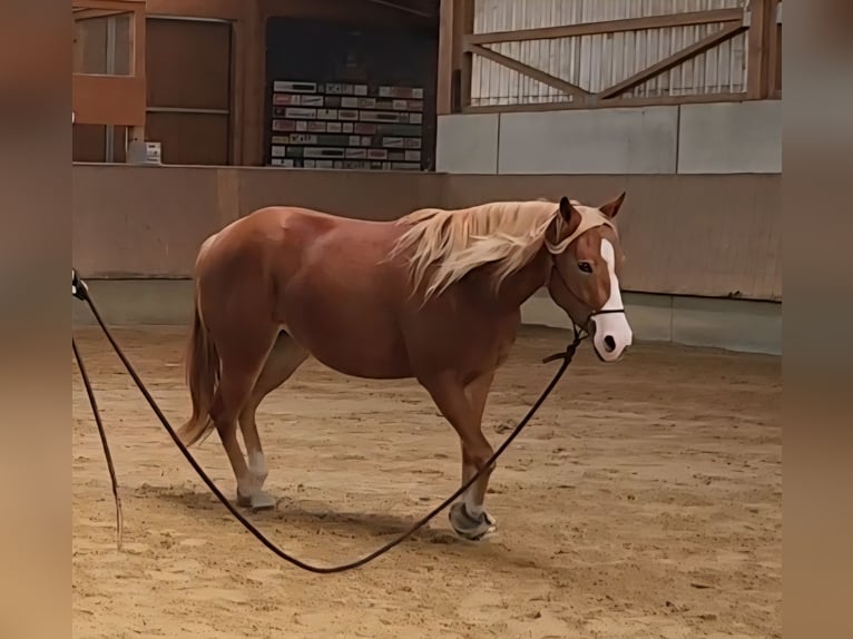 American Quarter Horse Mare 3 years 14,3 hh Chestnut-Red in Feldkirch