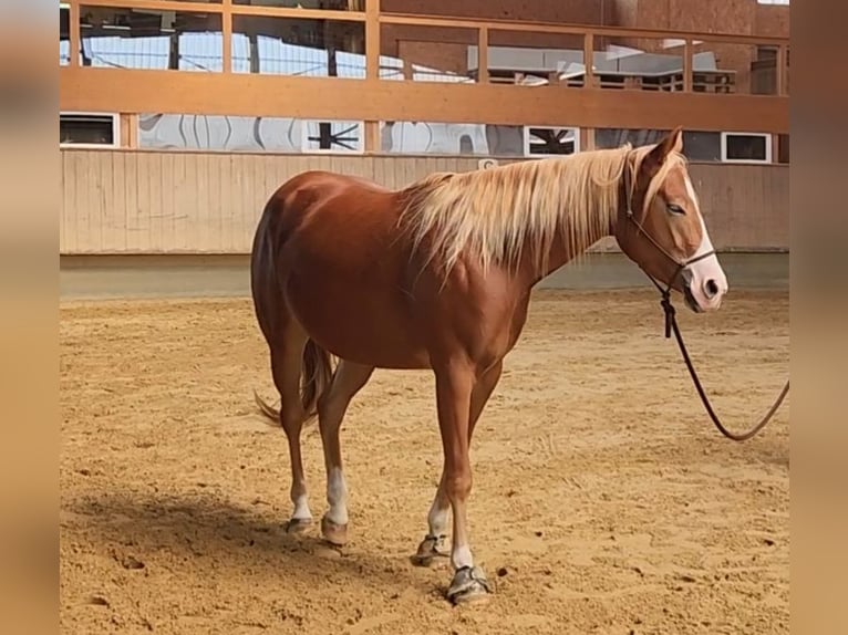 American Quarter Horse Mare 3 years 14,3 hh Chestnut-Red in Feldkirch