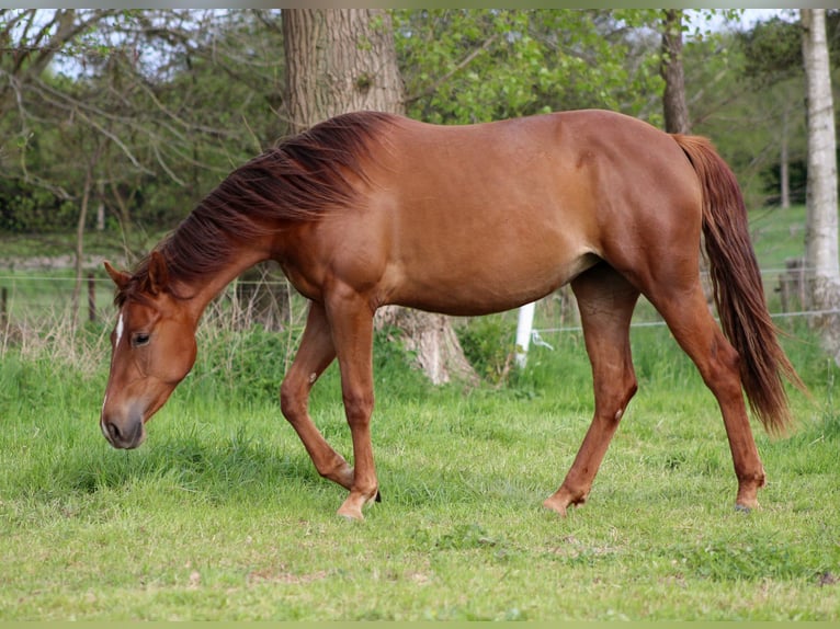 American Quarter Horse Mare 3 years 14,3 hh Chestnut in Herentals