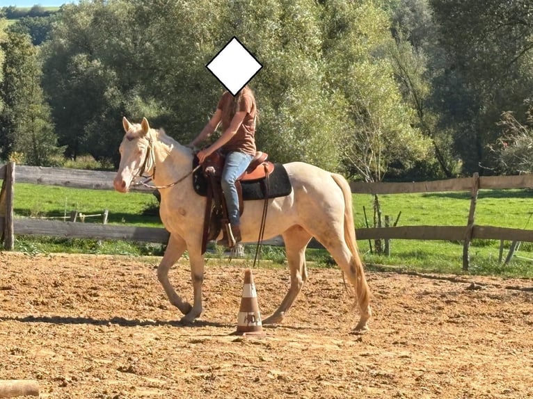 American Quarter Horse Mare 3 years 14,3 hh Cremello in Althornbach