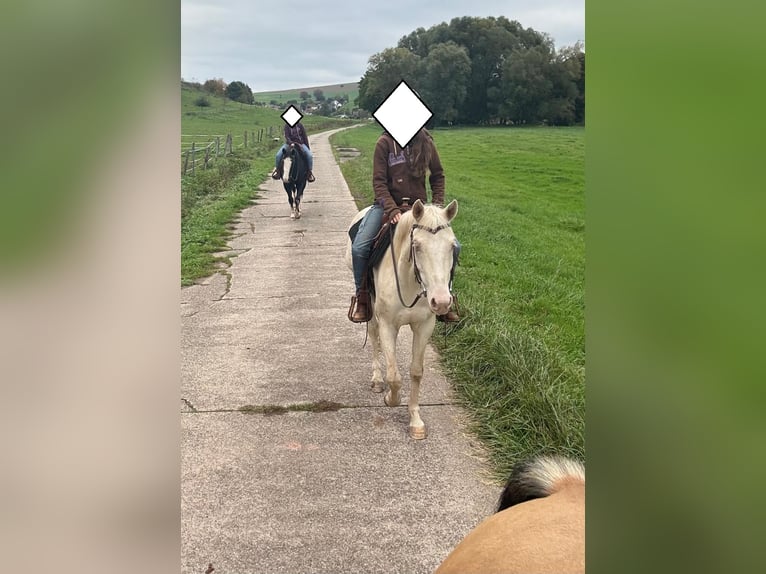 American Quarter Horse Mare 3 years 14,3 hh Cremello in Althornbach American Quarter Horse Mare 3 years 14,3 hh Cremello in Althornbach