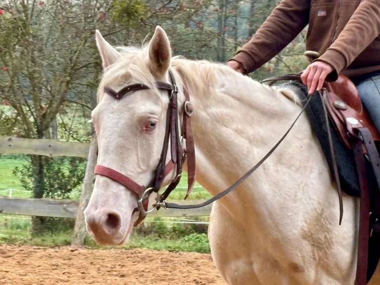 American Quarter Horse Mare 3 years 14,3 hh Cremello in Althornbach American Quarter Horse Mare 3 years 14,3 hh Cremello in Althornbach