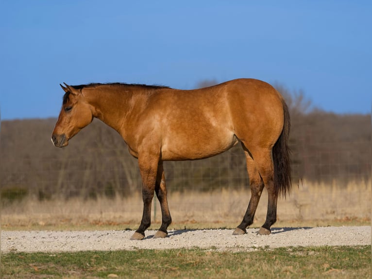 American Quarter Horse Mare 3 years 14,3 hh Dun in Marshall, MO