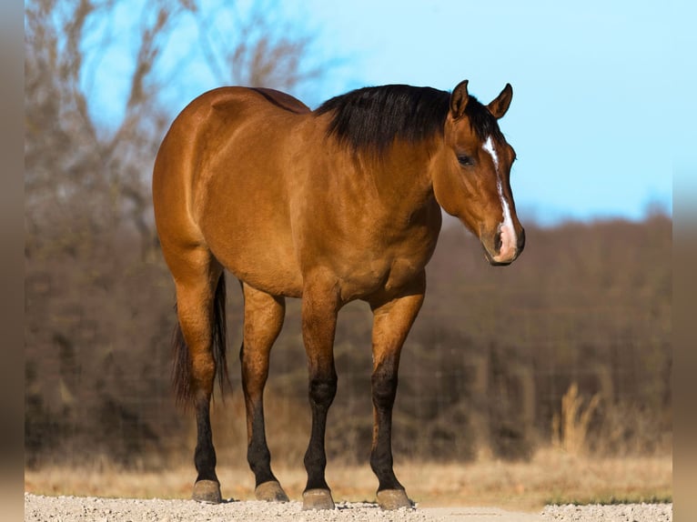 American Quarter Horse Mare 3 years 14,3 hh Dun in Marshall, MO