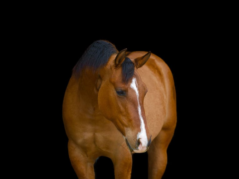 American Quarter Horse Mare 3 years 14,3 hh Dun in Marshall, MO