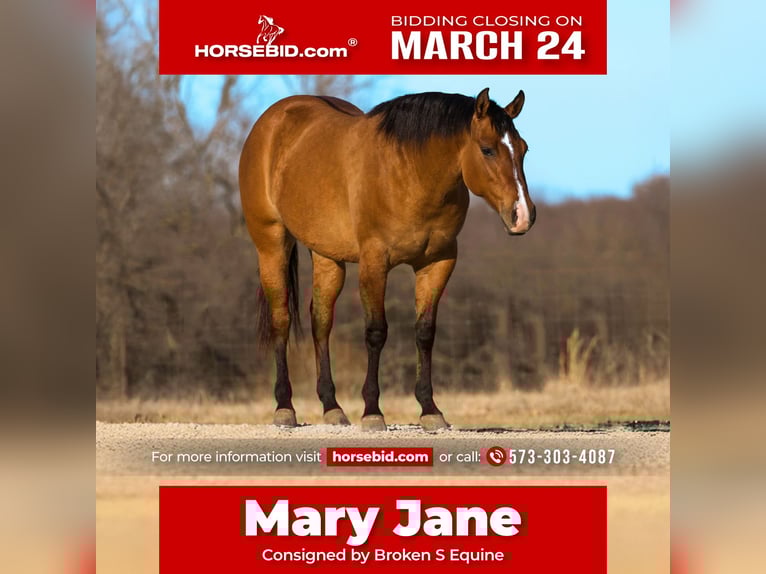 American Quarter Horse Mare 3 years 14,3 hh Dun in Marshall, MO