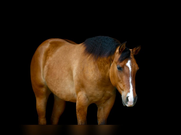 American Quarter Horse Mare 3 years 14,3 hh Dun in Marshall, MO