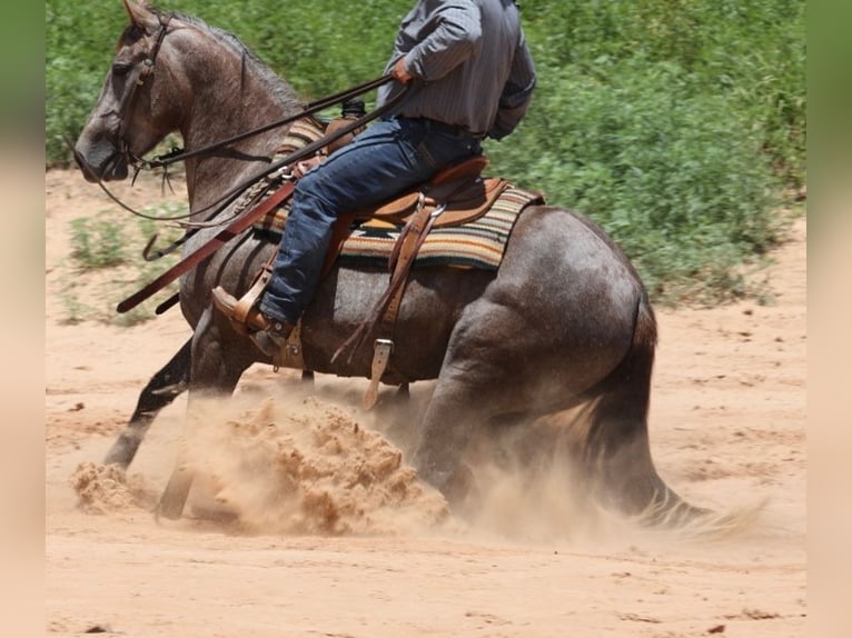 American Quarter Horse Mare 3 years 14,3 hh Gray in Dalhart, TX