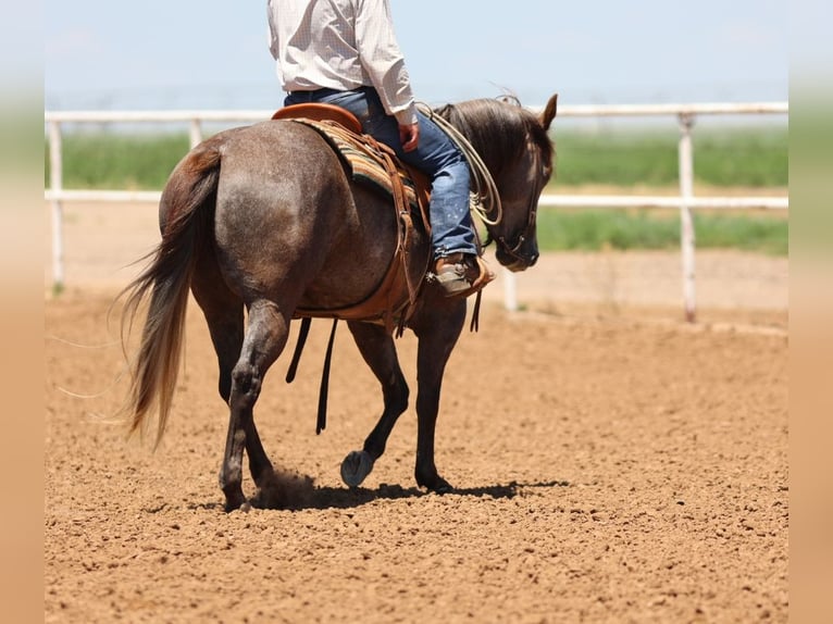 American Quarter Horse Mare 3 years 14,3 hh Gray in Dalhart, TX