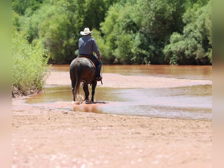 American Quarter Horse Mare 3 years 14,3 hh Gray in Dalhart, TX