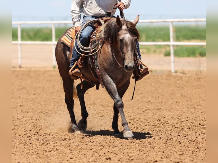American Quarter Horse Mare 3 years 14,3 hh Gray in Dalhart, TX