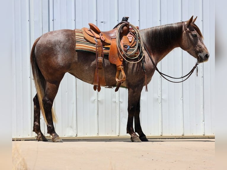 American Quarter Horse Mare 3 years 14,3 hh Gray in Dalhart, TX