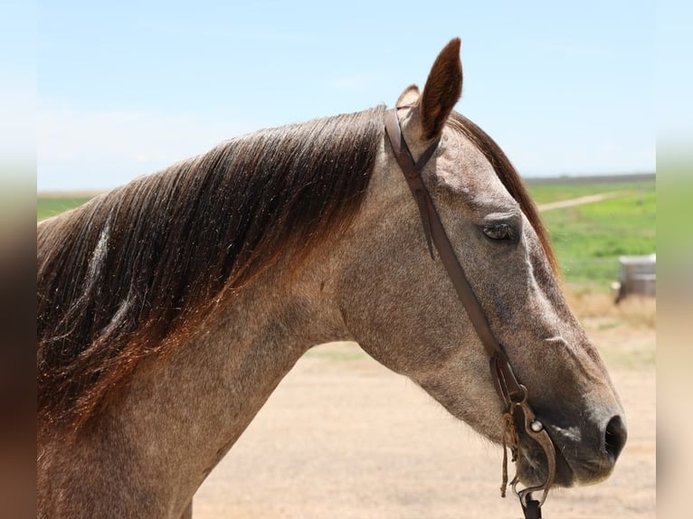 American Quarter Horse Mare 3 years 14,3 hh Gray in Dalhart, TX
