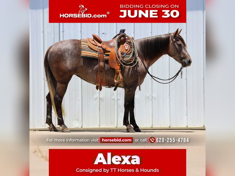 American Quarter Horse Mare 3 years 14,3 hh Gray in Dalhart, TX