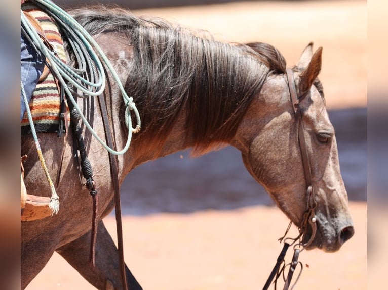 American Quarter Horse Mare 3 years 14,3 hh Gray in Dalhart, TX
