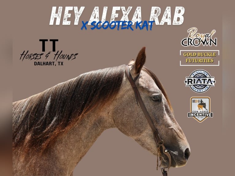 American Quarter Horse Mare 3 years 14,3 hh Gray in Dalhart, TX