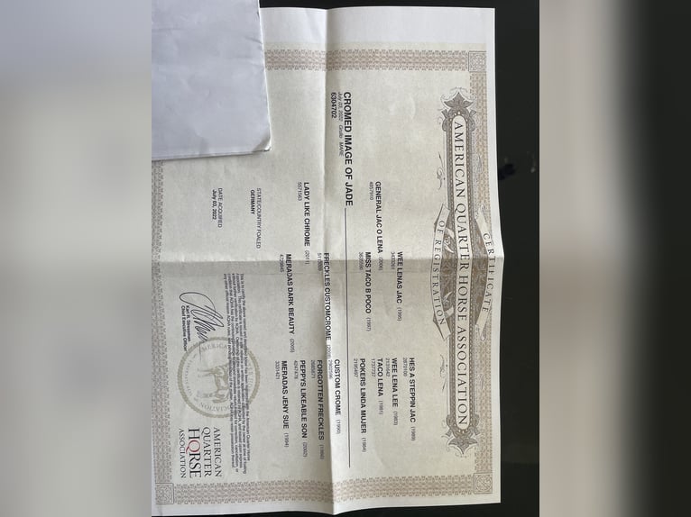 American Quarter Horse Mare 3 years 14,3 hh Grullo in Bünde