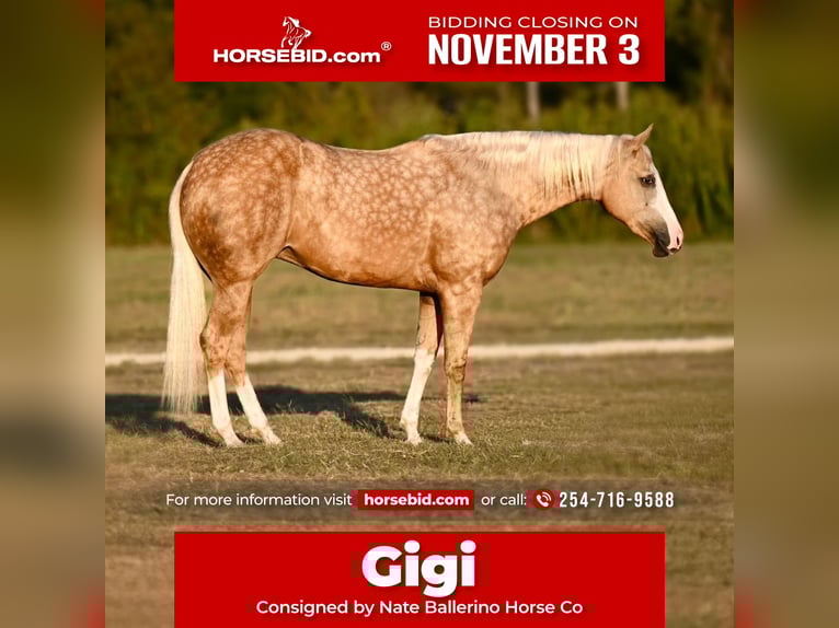 American Quarter Horse Mare 3 years 14,3 hh Palomino in Waco