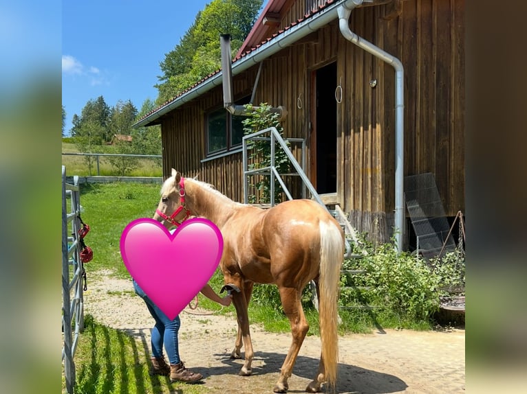 American Quarter Horse Mare 3 years 14,3 hh Palomino in Waldkirchen