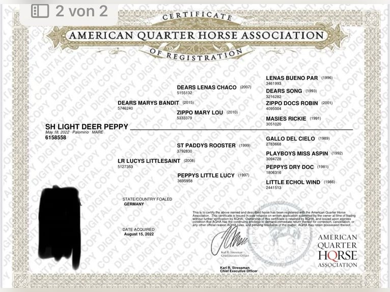American Quarter Horse Mare 3 years 14,3 hh Palomino in Waldkirchen