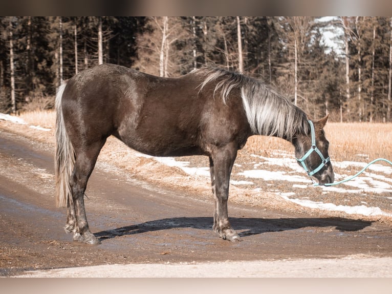 American Quarter Horse Mare 3 years 15.1 hh Black in Kirchberg im Wald