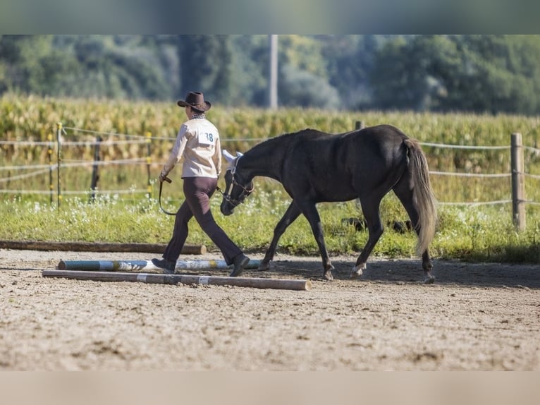American Quarter Horse Mare 3 years 15.1 hh Black in Kirchberg im Wald