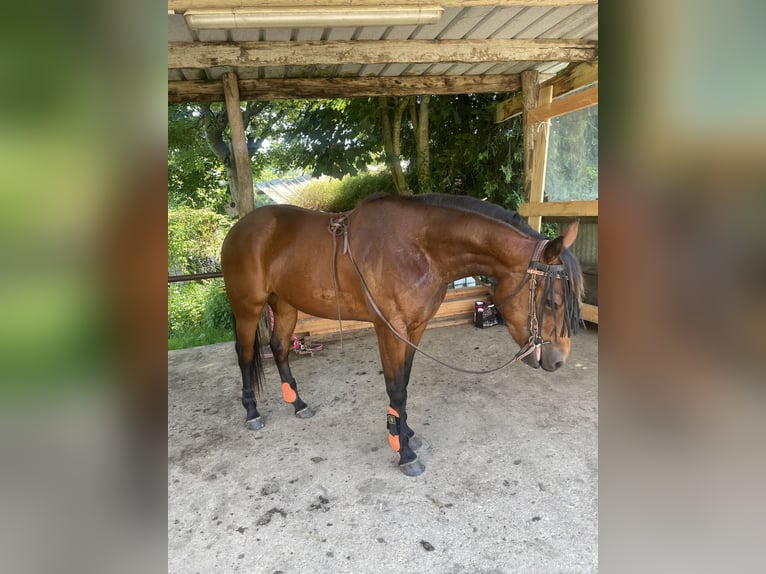 American Quarter Horse Mare 3 years 15,1 hh Brown in Champagne-sur-Oise