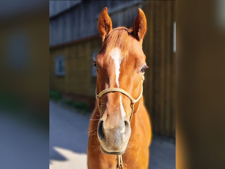 American Quarter Horse Mare 3 years 15,1 hh Chestnut-Red in Gschwend
