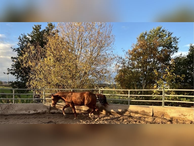 American Quarter Horse Mare 3 years 15.1 hh Chestnut-Red in Kronach
