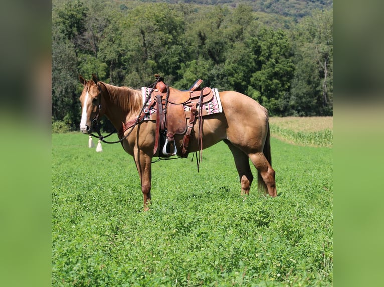 American Quarter Horse Mare 3 years 15,1 hh Dun in Rebersburg, PA