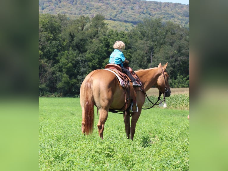 American Quarter Horse Mare 3 years 15,1 hh Dun in Rebersburg, PA