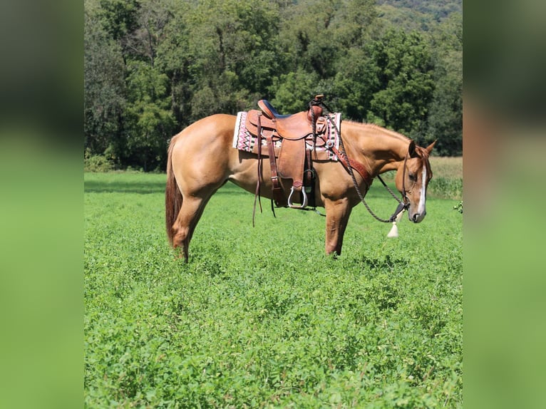 American Quarter Horse Mare 3 years 15,1 hh Dun in Rebersburg, PA