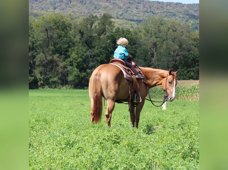 American Quarter Horse Mare 3 years 15,1 hh Dun in Rebersburg, PA