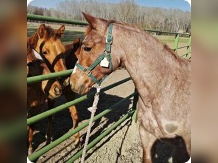 American Quarter Horse Mare 3 years 15,1 hh Roan-Red in Kerekeghyhaza