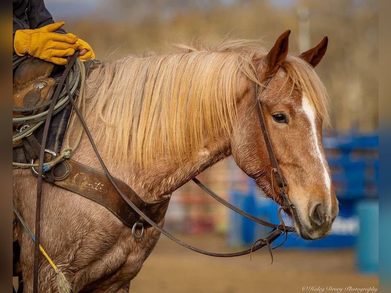 American Quarter Horse Mix Mare 3 years 15,1 hh Roan-Red in Auburn