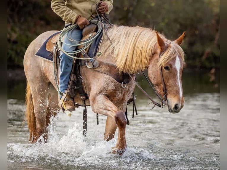 American Quarter Horse Mix Mare 3 years 15,1 hh Roan-Red in Auburn