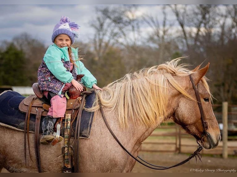 American Quarter Horse Mix Mare 3 years 15,1 hh Roan-Red in Auburn, KY