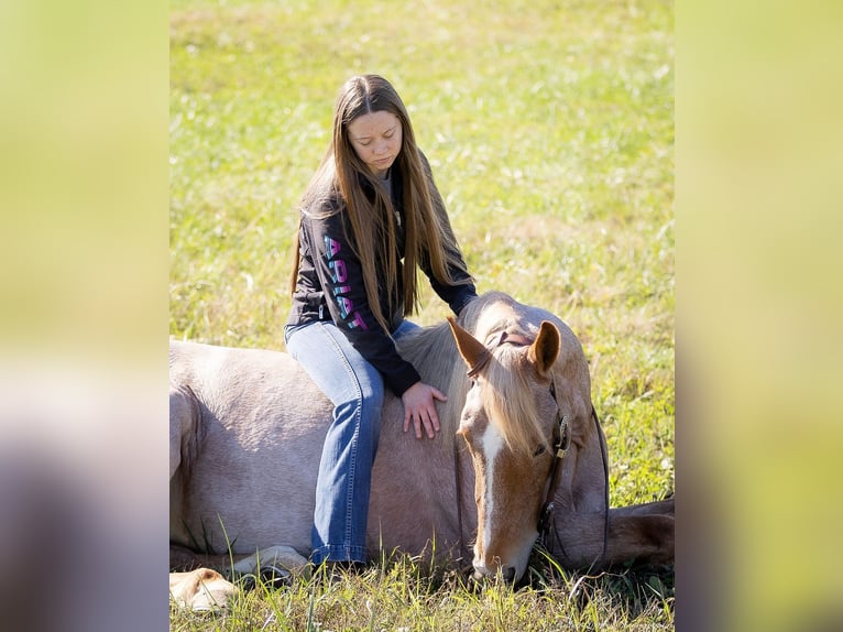 American Quarter Horse Mix Mare 3 years 15,1 hh Roan-Red in Auburn, KY