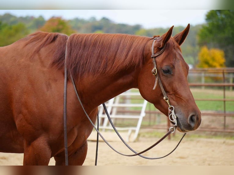 American Quarter Horse Mare 3 years 15,1 hh Sorrel in Fredericksburg, OH