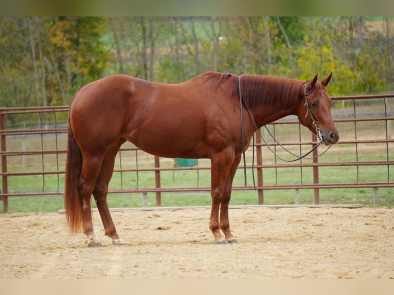 American Quarter Horse Mare 3 years 15,1 hh Sorrel in Fredericksburg, OH