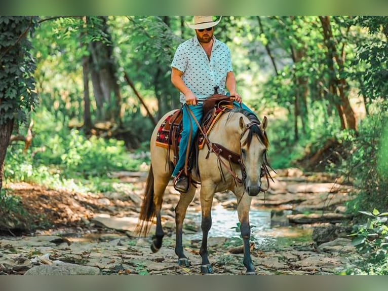 American Quarter Horse Mare 3 years 15,2 hh Buckskin in Santa Fe