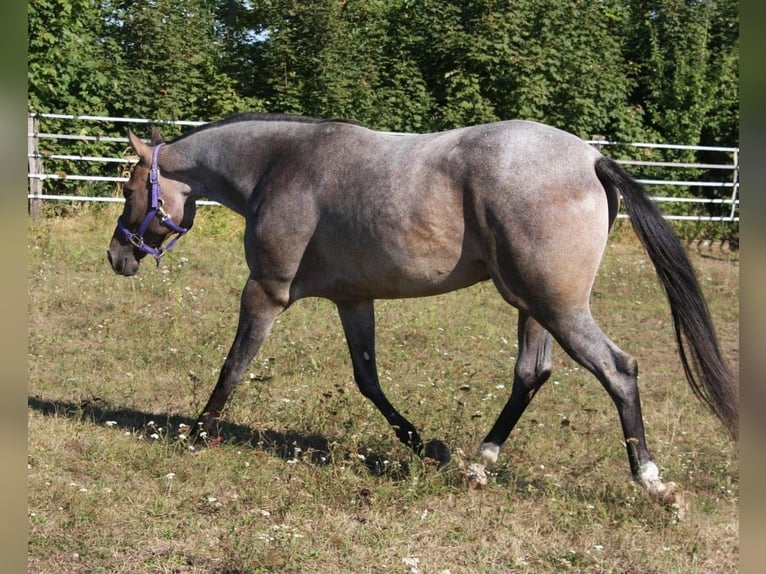 American Quarter Horse Mare 3 years 15,2 hh Roan-Bay in Pöttsching