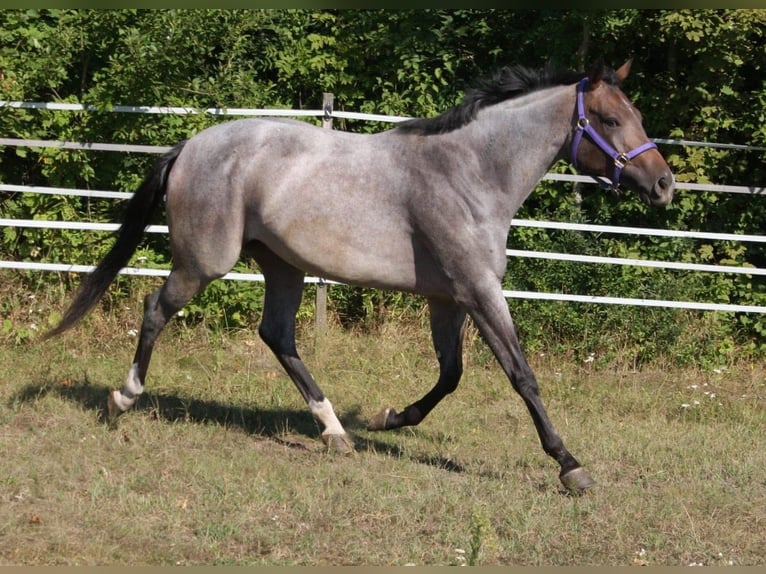 American Quarter Horse Mare 3 years 15,2 hh Roan-Bay in Pöttsching