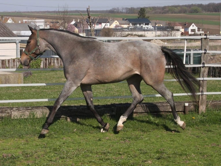 American Quarter Horse Mare 3 years 15,2 hh Roan-Bay in Pöttsching